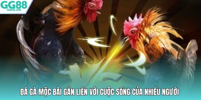 Đá gà Mộc Bài gắn liền với cuộc sống của nhiều người