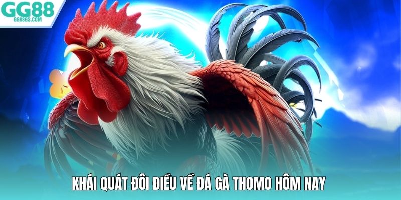 Khái quát đôi điều về đá gà Thomo hôm nay