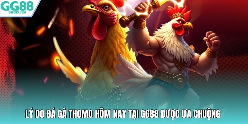 Lý do đá gà Thomo hôm nay tại GG88 được ưa chuộng