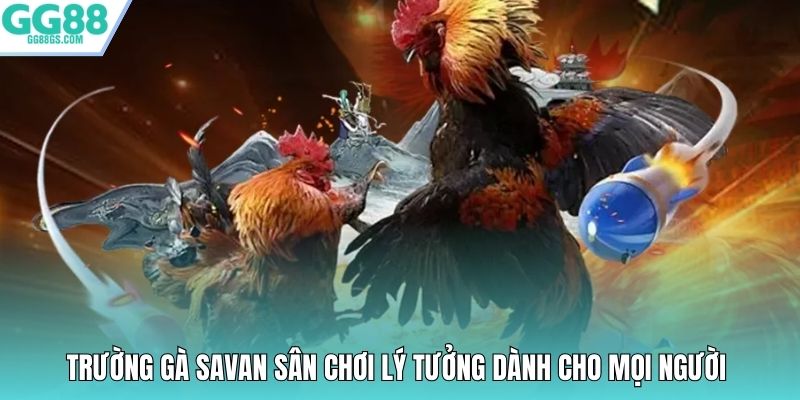 Trường gà Savan sân chơi lý tưởng dành cho mọi người