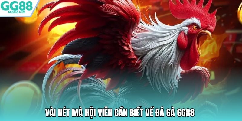Vài nét mà hội viên cần biết về đá gà GG88